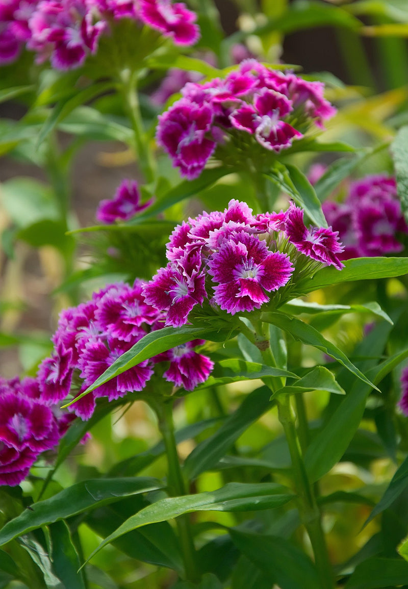 Sweet William - Single Flowered - 1g