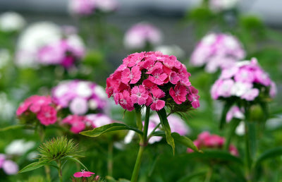 Sweet William - Single Flowered - 1g
