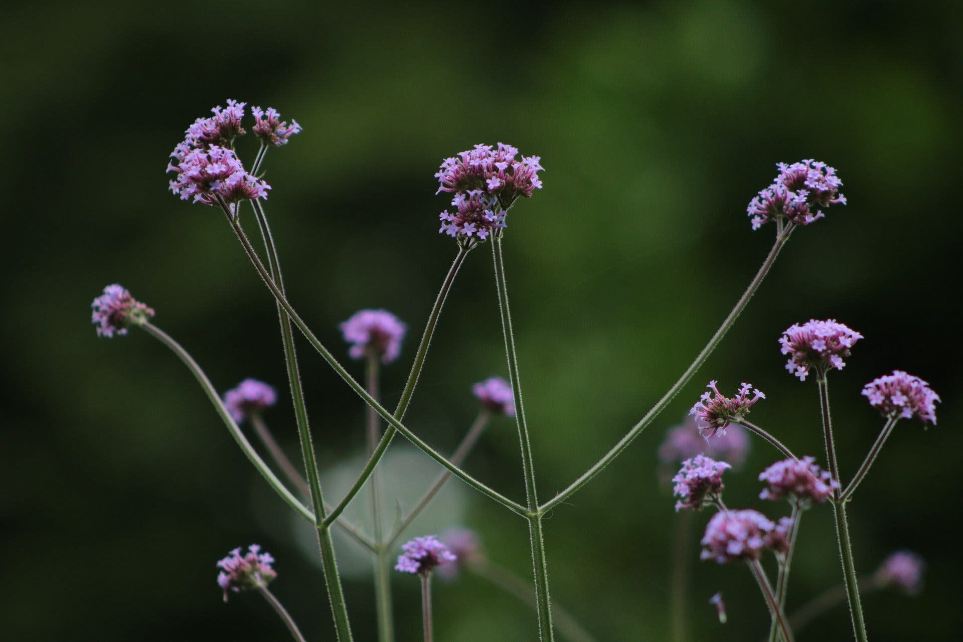 Vervain à sommet violet - 0,4g