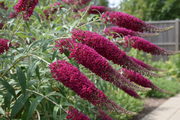 Vlinderstruik - Koninklijk Rood - 3L