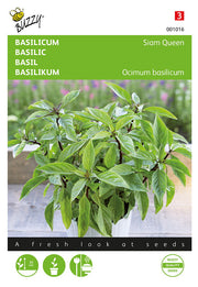 Basilic - Siam Queen - 0,2g