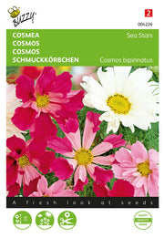 Cosmos - Étoiles de mer - 0,5g