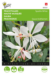 Gaura - Sparkle White - 15 Samen