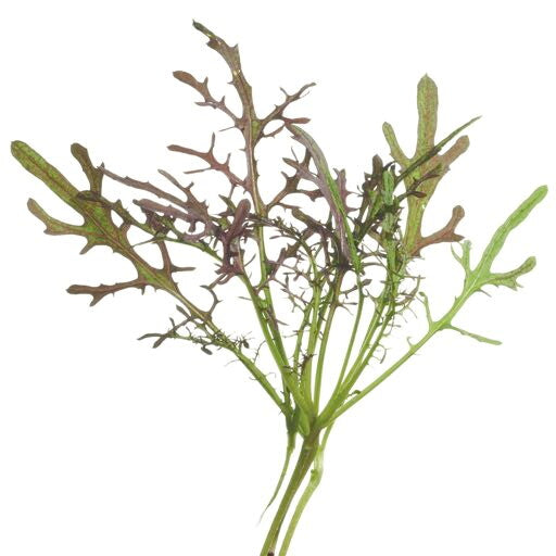 Senf - Rote Fransen - 1g