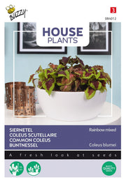 Coleus communs - Mélange Arc-en-ciel - 0,25g