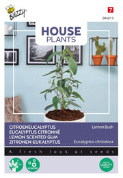 Citroeneucalyptus - Lemon Bush - 10 Zaden