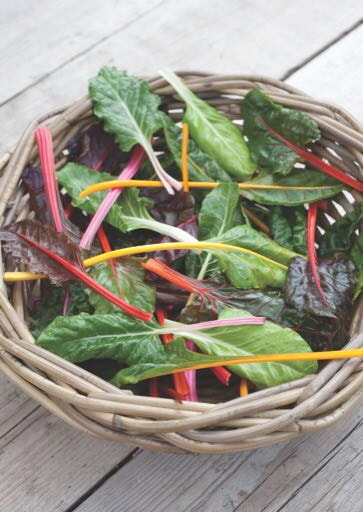 Chard - Bright Lights - Multicoloured - 2,5g