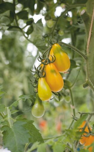 Tomato - Yellow Pearshaped - 0,5g
