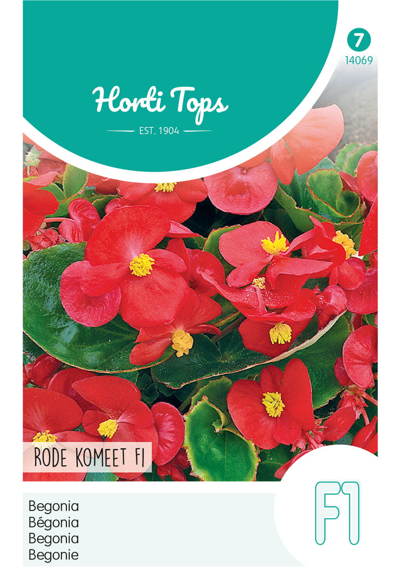Begonia - Rode Komeet F1 - 700 Seeds