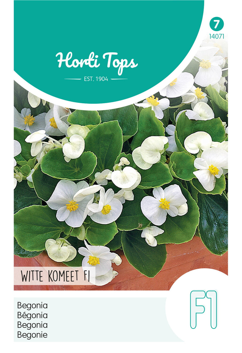 Begonia - Witte Komeet F1 - 700 Seeds