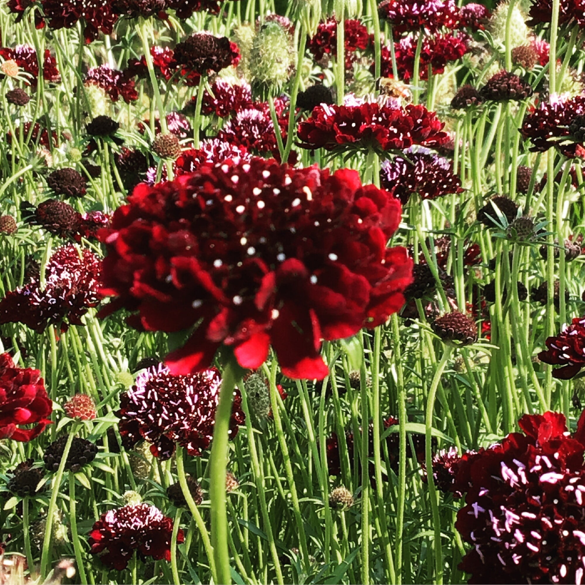 Scabiosa - Édition Spéciale - 0,5g