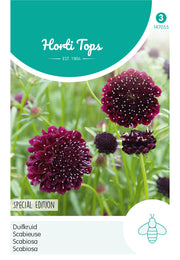 Scabiosa - Édition Spéciale - 0,5g